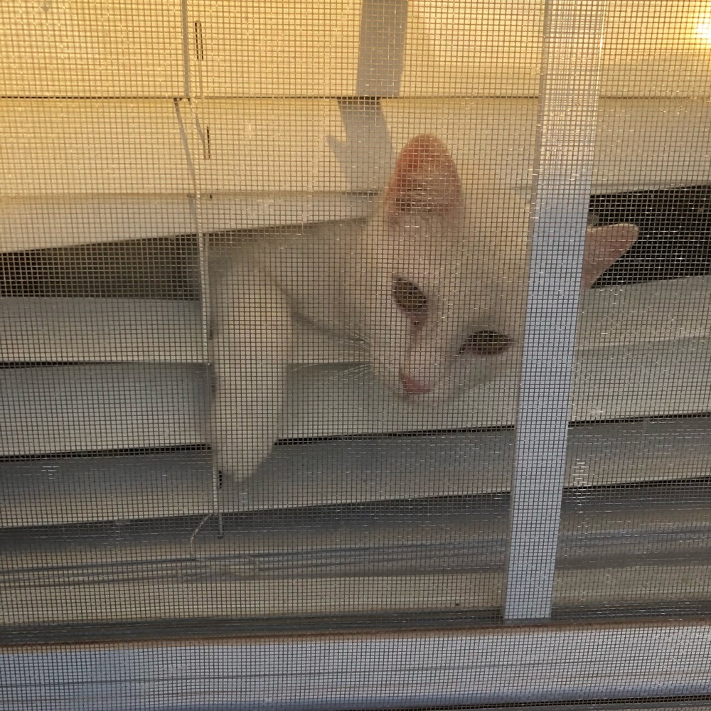 Meet your Posher, Amber